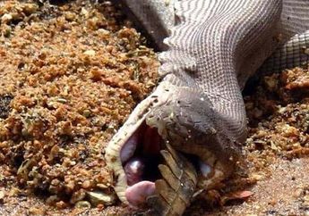 Bikin Terkejut Dunia, Fotografer Ini Abadikan Momen Mengerikan Saat Ular Terbesar Australia Lahap Buaya Air Tawar