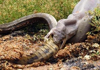 Pertarungan Liar, Ular Raksasa Telan Buaya Ganas Hingga Remuk Sampai ke Tulang-tulangnya, Begini Aksinya