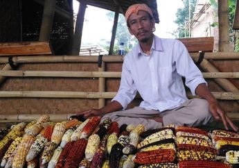 Warnanya Bukan Kuning dan Seperti Pelangi, Jagung Warna Warni Ini Justru Bawa Keberuntungan untuk Seorang Petani