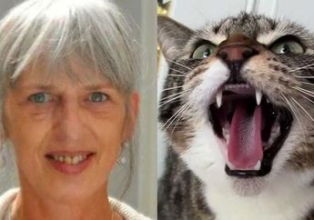 Alami Demam Setelah Digigit Kucing, Wanita ini Meninggal Dua Hari Kemudian
