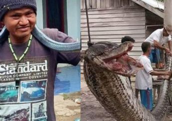 Pria Tewas Dililit Ular Peliharaannya hingga Bertemu Piton Raksasa 7 Meter, Inilah Kisah Keberadaan Ular Besar di Indonesia