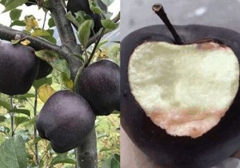 Apel Hitam Laku Dijual Rp 280 Ribu per Buah, Tapi Para Petani Ogah Menanamnya, Kenapa?