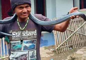 Sering Konsumsi dan Jual Beli Ular, Pria di Bandung Ini Tewas Dililit Ular Sanca di Belakang Rumahnya, Begini Kisahnya yang Memilukan