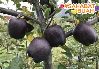 #SahabatBuah, Apel Hitam ini Laris Dijual Rp 280 Ribu per Buah! Tapi Petani Ogah Menanamnya Karen Hal Ini