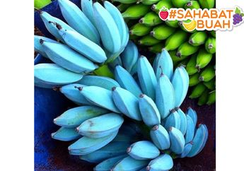 #SahabatBuah Sudah Coba Pisang Biru yang Lagi Viral? Teskturnya Lembut dan Rasanya Mirip Es Krim Vanilla