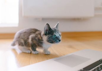 Kode Program di iOS 13 Punya Fitur Deteksi Foto Anjing dan Kucing