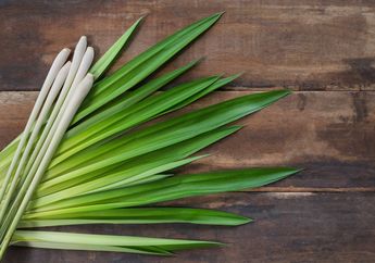 Minum Air Rebusan Daun Pandan Setiap Hari, Tubuh Akan Terhindar dari Penyakit Mematikan Nomor Satu Di Dunia ini..