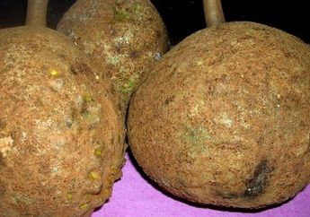 Dulu Dikira Fosil Buah Zaman Purba, Begini Lezatnya Durian Tanpa Duri yang Ditemukan di Kaki Gunung Rinjani