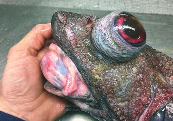 Mengejutkan, Nelayan Ini Pernah Tangkap Satwa Laut Aneh Mirip Alien. Foto-Foto Ini Buktinya