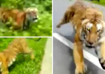 Bikin Pengendara Motor Ketakutan, Seekor Harimau Besar Tiba-tiba Berlari Menuju Tengah Jalan