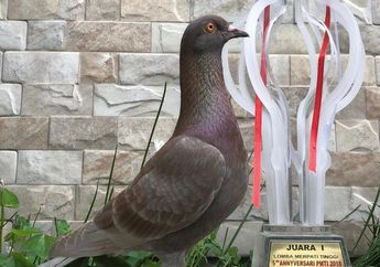 Dibeli Seharga Rp 1 Miliar, Burung Merpati di Bandung Ini Punya Keunikan Tersendiri, Seperti Apa?