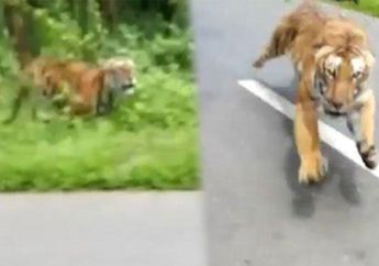 Rekaman Video Viral Detik-detik Dua Pengendara Motor Nyaris Diterkam Harimau di Tengah Hutan
