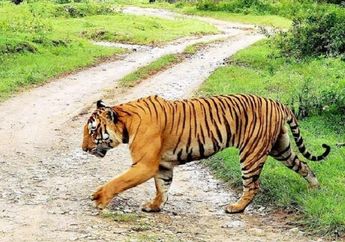 Video Harimau Hampir Terkam 2 Pengendara Motor Sempat Viral, Ternyata Populasinya Hanya Ada 3890 Ekor di Dunia