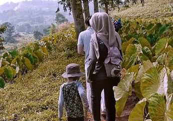 Hanya Rp 175 Ribu, Adventure Kids Ajak Anak Bermain di Alam Bebas