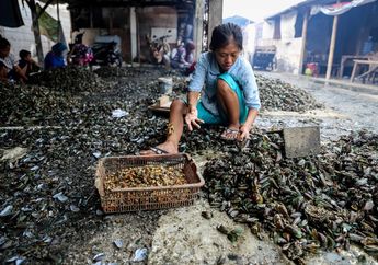Benarkah Reklamasi dan Limbah Sebabkan Turunnya Panen Kerang Hijau?
