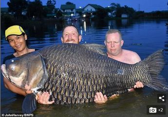 80 Menit Bertarung, sang Pemancing Akhirnya Berhasil Dapatkan Ikan Mas Raksasa Sebesar 105 KIlogram!
