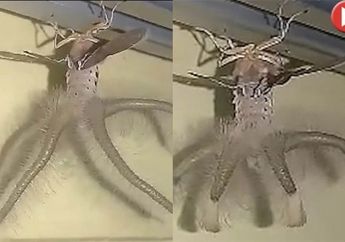 Penampakan Makhluk Aneh Mirip Alien di Langit-langit Rumah Warga Bali, Bersayap dan Punya Tentakel Aneh