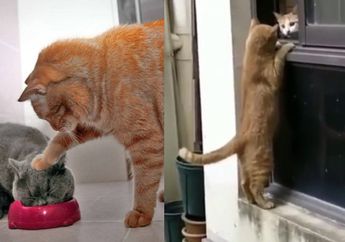 Kocheng Oren Sempat Viral, Benarkah Warna Bulu Berpengaruh pada Tingkah Kucing?
