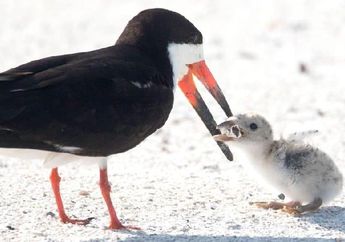 Polusi Sampah, Foto Ini Tunjukkan Induk Burung Beri Makan Anaknya Puntung Rokok