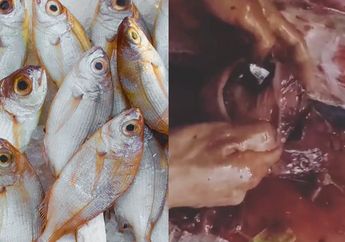 Bikin Ngeri! Saat Akan Dimasak Perut Ikan Ini Mengeluarkan Benda yang Tak Wajar, Untung Enggak Kemakan!