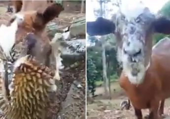 Bukan Rumput, Kambing Ini Justru Makan Durian dengan Lahapnya!