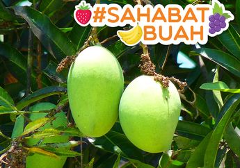 Bukan Cuma Mangga, Air Rebusan Daunnya Ternyata Ampuh Obati Segunung Penyakit! Dari Diabetes sampai Darah Tinggi, #SahabatBuah Harus Tahu!