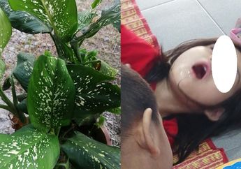 Bocah 4 Tahun Alami Kejang Hingga Gatal di Mulit Usai Gigit Daun Tanaman Hias di Rumahnya dan Jadi Viral, Begini Tanggapan LIPI