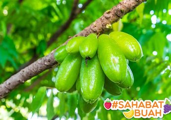 Jangan Remehkan Manfaat dari Daun Buah Belimbing Bagi Kesehatan, #SahabatBuah Harus Tahu!