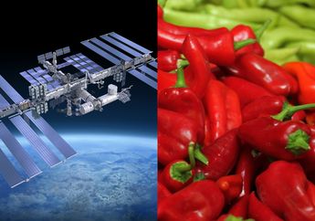 Makin Serius Ingin Kirim Manusia ke Planet Mars, NASA Umumkan Akan Tanam Cabai di Luar Angkasa