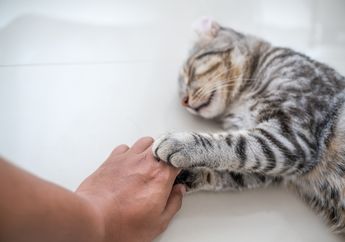 Studi Bilang Elus Kucing Bisa Hilangkan Stres. Lihat Foto-foto Tingkah Kucing Penunggu Halte Transjakarta yang Bisa Jadi Penghibur Kita!