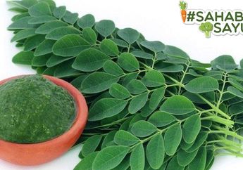 Memiliki Daun yang Kecil, Ternyata Daun Kelor Punya Manfaat yang Besar Buat Penyakit Diabetes, #Sahabatsayur Harus Tahu!