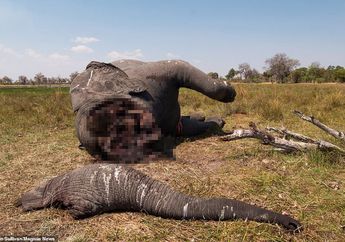 Foto-foto Tragis Ini Tunjukkan Karma Pada Pemburu Satwa Liar, Mati Dilahap Singa Hingga Diinjak Gajah
