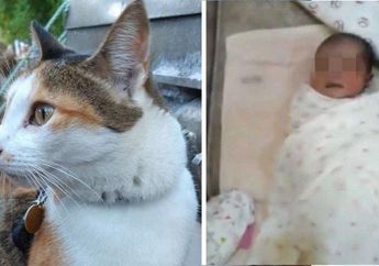 Instingnya Tak Kalah dengan Anjing, Seekor Kucing Rumahan di Malaysia Berhasil Temukan Seorang Bayi yang Dibuang Hidup-hidup
