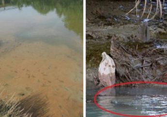 Biasa Serang Manusia Hingga Tewas, di Desa ini Buaya Justru Hidup Berdampingan dengan Manusia