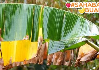 Selain Buahnya yang Enak, #Sahabatbuah Harus Tahu Manfaat Daun Pisang Bagi Kesehatan Tubuh