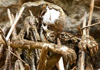 Di Pulau Papua Suku Pedalaman Ini Pernah Menggelar Ritual Merokok Mayat Leluhur. Lihat Bukti Fotonya!
