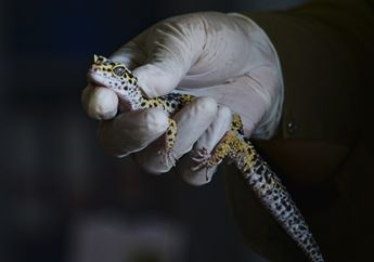 Pikirkan Seribu Kali Pelihara Satwa Asing, Pemilik Tokek Impor Pindah Domisili Petugas Kehutanan Jadi Kewalahan. Lihat Foto-foto Tokek Impor yang Bikin Pusing!
