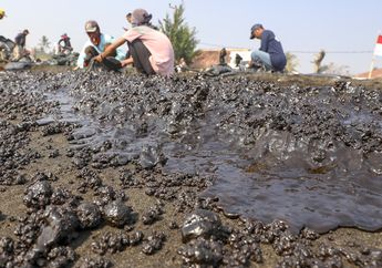 Bagian Muara Sungai di Karawang Sudah Mulai Terkena Dampak Minyak Mentah Pertamina yang Bocor. Lihat Foto-fotonya