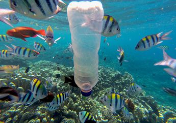 Warga Panik Lihat Ikan-ikan Berloncatan ke Permukaan di Daerah Ini, Benarkah Jadi Pertanda Datangnya Tsunami? Begini Penjelasan Ahli
