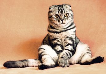 Foto-foto Tingkahnya Selalu Bikin Gemas, Rupanya Pemakan Kucing Bisa Terkena Dampak Kesehatan yang Berbahaya Ini