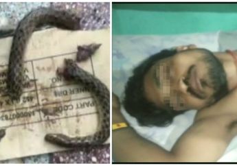 Dipatuk Ular, Pria Mabuk Ini Balas Gigit Sampai Jadi Potongan Kecil