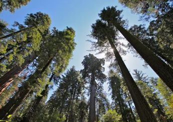 Hutan Tropis Kehilangan Kemampuannya Menjadi Paru-Paru Dunia
