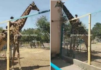 Video Viral, Seorang Pria Nekat Panjat Pagar Kebun Binatang untuk Tunggangi Jerapah dan Lari Terbirit-birit Usai Jatuh ke Tanah