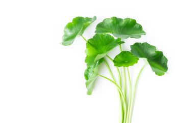 3 Toner Lokal Kandungan Centella Asiatica Buat Wajah Bebas Jerawat!