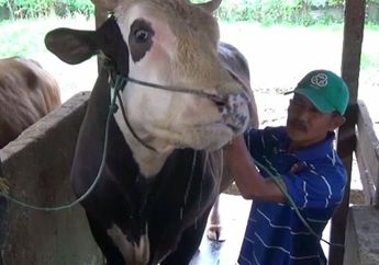 Sapi Kurban Seberat 1 Ton Dibeli Jokowi Seharga Rp 85 Juta, Begini Penampakannya