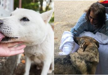 Digigit Anjing? Ini Pertolongan Pertama yang Harus Dilakukan