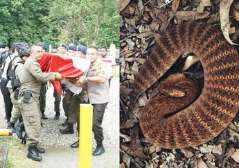 Bukan Karena Digigit Ular Derik, Anggota Brimob di Papua Tewas Karena Gigitan Death Adder yang Masih Keluarga Kobra