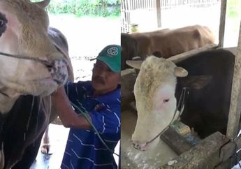 Jokowi Kembali Kurbankan Sapi Seberat 1 Ton Lebih, Begini Penampakannya