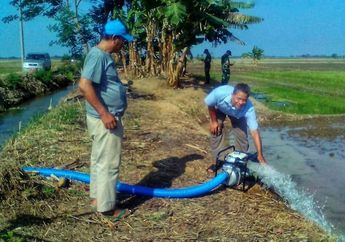 Kemarau Panjang Menyerang, Persawahan di Brebes Tetap Bisa Mengairi Sawahnya. Foto-foto Ini Buktinya