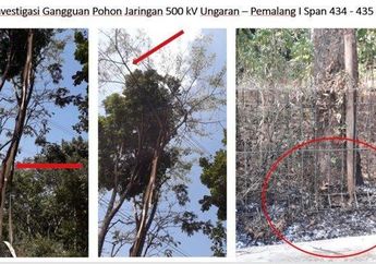 Apakah Benar Pohon Sengong Biang Kerok Padamnya Listrik Massal? Foto-Foto Ini Beri Jawabannya